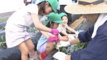 園児たちがサツマイモの苗植え「おいしいお芋に育って!」約1000本の“種子島紫”を畑に　「芋屋金次郎」展開する会社が食育の一環で実施【高知】