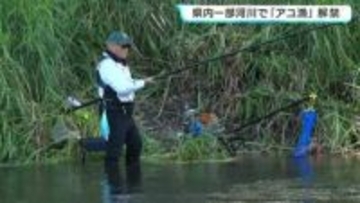 高知6河川で「アユ漁」解禁、川には朝から釣り人の姿　新荘川では「鵜に追われ群れで固まり⋯」釣果芳しくないが「上流に移動したら釣れた!」