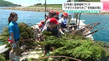 ２４年続く産卵場所づくり　“アオリイカゆりかご”を柏島の海に　大月小の6年生17人が環境学習【高知】