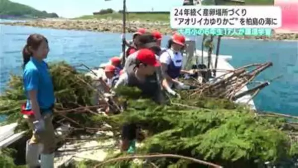 ２４年続く産卵場所づくり　“アオリイカゆりかご”を柏島の海に　大月小の6年生17人が環境学習【高知】
