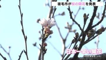 高知県宿毛市で「日本一早いサクラの開花」　独自に設定したソメイヨシノの標本木に１１輪
