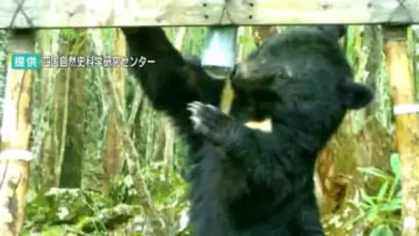 クマの人的被害、四国最後は約100年前に山で遭遇し危篤...被害後は捕獲が推奨され、現在は絶滅の危機に瀕する四国のツキノワグマ