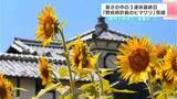 「「元気が出る花かなあって。暑いけど」高知県安芸市のシンボル「野良時計」の前に広がる約2万本のヒマワリ畑見ごろ　暑さの中３連休最終日にぎわう」の画像1