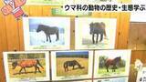 「「家畜動物やシマウマの種類にも注目してみてほしい」2026年の干支＝午　ウマ科の動物の歴史・生態学ぶ展示会」の画像1