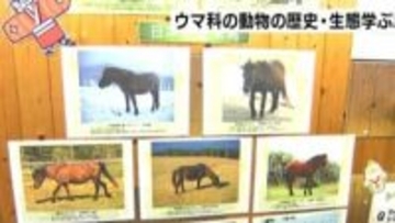 「家畜動物やシマウマの種類にも注目してみてほしい」2026年の干支＝午　ウマ科の動物の歴史・生態学ぶ展示会
