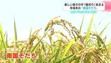 「米農家にとって今年は正念場」厳しい暑さの中、早場米“南国そだち”の収穫　中東情勢の悪化で燃料価格など上昇　生産者に厳しい状況が続く【高知】