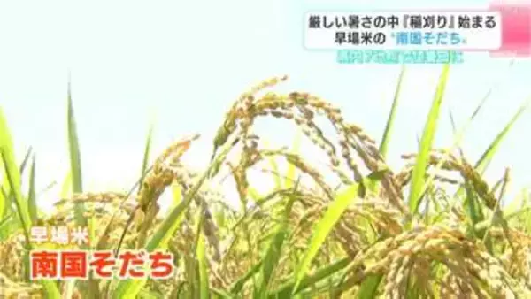 「米農家にとって今年は正念場」厳しい暑さの中、早場米“南国そだち”の収穫　中東情勢の悪化で燃料価格など上昇　生産者に厳しい状況が続く【高知】
