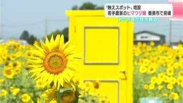 「『毎年この畑には何かが起きるぞ』と感じる場所に」“映えスポット”増設！若手農家のヒマワリ畑　高知・香美市で見頃…約７万本が咲き誇る
