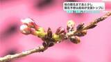 「桜の開花まであと少し　開花予想は高知が全国トップに　気象台「成長具合は早いのかなと」」の画像1