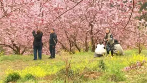 近年にないような色「今年は最高」桑田山の雪割桜見ごろ（高知・須崎市）