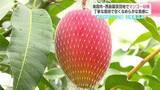 「去年より２０００個増の２.８万個！南国市・西島園芸団地で“濃厚な甘み”の「アップルマンゴー」収穫本番【高知】」の画像1