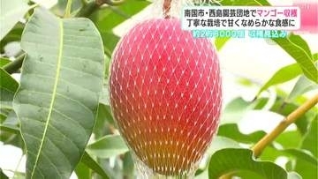 去年より２０００個増の２.８万個！南国市・西島園芸団地で“濃厚な甘み”の「アップルマンゴー」収穫本番【高知】