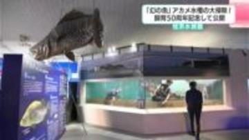 「幻の魚」アカメ水槽の大掃除！飼育50周年を記念して公開　迫力ある見た目とは裏腹に非常に神経質で臆病な性格　桂浜水族館