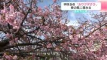 「空が青いのできれい」高知に春の訪れ…“カワヅザクラ”咲き始める　高知市大津菱池川沿い