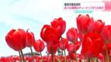 「いやされますね～」来週には満開か　約100種類のチューリップが5部咲き　【高知・香南市】