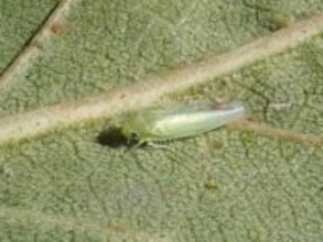 「葉が白くカスリ状に…」新たな害虫「モモヒメヨコバイ」高知県内で発生確認　ウメ・モモなどに被害