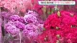 「10日は「母の日」　カーネーションの出荷がピーク迎える　トレンドは『大輪系』」の画像1