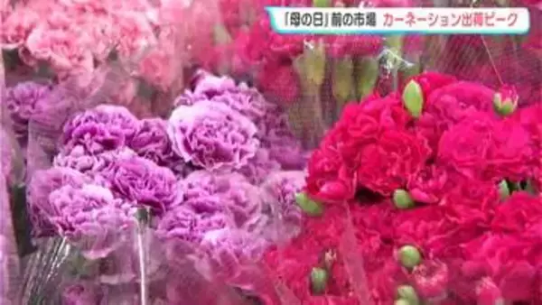 10日は「母の日」　カーネーションの出荷がピーク迎える　トレンドは『大輪系』