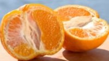 「甘みと酸味バランスと香りも大変よい」“立目ぽんかん”の出荷が最盛期！