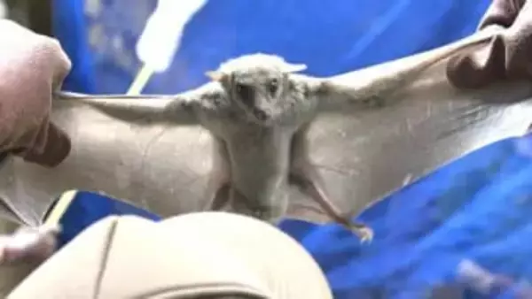 動物園のコウモリ400匹、一斉に捕獲し健康診断　飼育員「毎年の大仕事」と苦労も「実はクリクリな目でかわいい、魅力を知ってほしい」【高知】