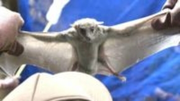 動物園のコウモリ400匹、一斉に捕獲し健康診断　飼育員「毎年の大仕事」と苦労も「実はクリクリな目でかわいい、魅力を知ってほしい」【高知】