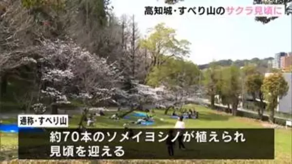 「高知城の北側・高知公園内“すべり山”でサクラ見頃に　大勢の花見客でにぎわう　高知城三ノ丸のサクラは4～5分咲きに【高知】」の画像