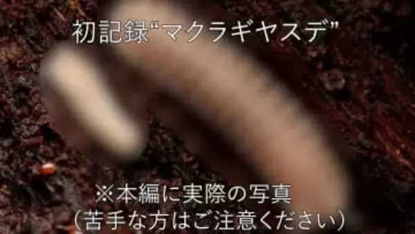 昼休みに石をひっくり返していると、県初記録の“ヤスデ”大学生が発見…あなたの足元にもひっそりと“未記録”の生き物がいるかもしれない