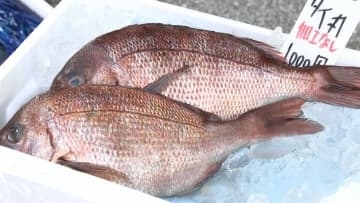 マグロ・ブリ・数の子・カニ・クジラ…高知市で「大歳の市」正月用食材買い求める人でにぎわう　売れ行きは去年を上回る勢い【高知】