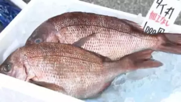 マグロ・ブリ・数の子・カニ・クジラ…高知市で「大歳の市」正月用食材買い求める人でにぎわう　売れ行きは去年を上回る勢い【高知】