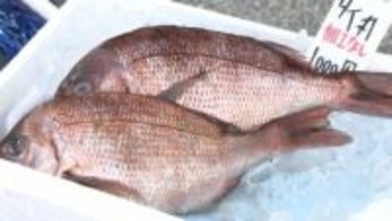 マグロ・ブリ・数の子・カニ・クジラ…高知市で「大歳の市」正月用食材買い求める人でにぎわう　売れ行きは去年を上回る勢い【高知】