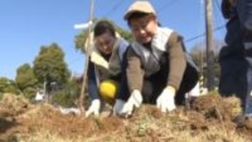 「八重紅枝垂」のサクラ苗木、高知学芸中学高校に植樹　高知ライオンズクラブが寄贈「自然と過ごす時間も大切、生徒たちの息抜きの場に」