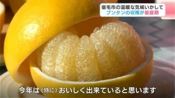 “冬のフルーツ”樹上完熟栽培の「文旦」が収穫の最盛期　今年は「当たり年」、1月末まで収穫が続く【高知・宿毛】