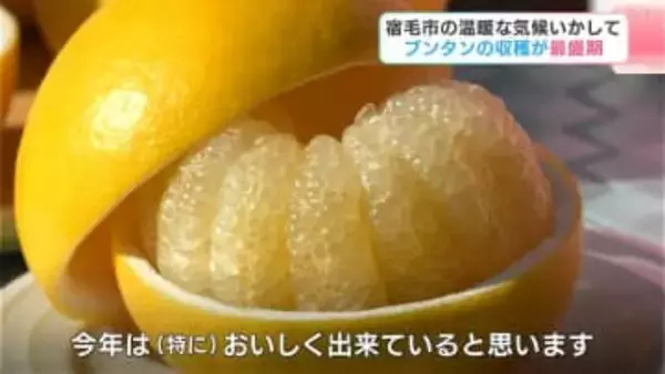 “冬のフルーツ”樹上完熟栽培の「文旦」が収穫の最盛期　今年は「当たり年」、1月末まで収穫が続く【高知・宿毛】