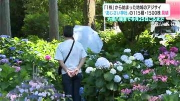 「1株」から始まった地域のアジサイ　“あじさい神社”の115種・1500株が見頃　六條八幡宮で6月25日ごろまで
