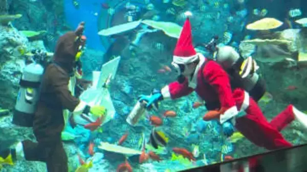 夜の水族館に“ダイバーサンタ”登場、水槽内で魚にエサやり＆観客とじゃんけん【高知・土佐清水】
