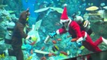 夜の水族館に“ダイバーサンタ”登場、水槽内で魚にエサやり＆観客とじゃんけん【高知・土佐清水】