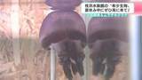 「土佐錦魚＆ムラサキクラゲ　“ハマスイ”で珍しい金魚や紫色をしたクラゲを展示　夏休み中にぜひ見に来て！」の画像1