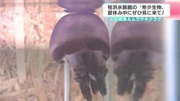 土佐錦魚＆ムラサキクラゲ　“ハマスイ”で珍しい金魚や紫色をしたクラゲを展示　夏休み中にぜひ見に来て！