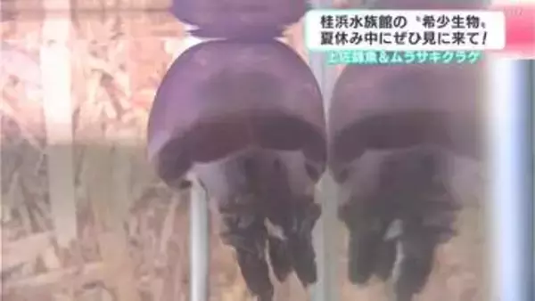 土佐錦魚＆ムラサキクラゲ　“ハマスイ”で珍しい金魚や紫色をしたクラゲを展示　夏休み中にぜひ見に来て！