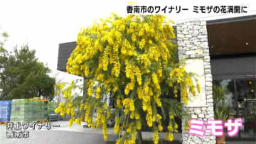 「予想以上に咲いてくれてうれしい」高知県香南市のワイナリーでミモザの花が満開に