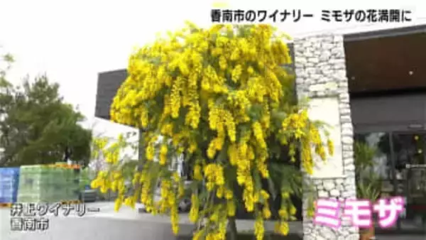 「予想以上に咲いてくれてうれしい」高知県香南市のワイナリーでミモザの花が満開に
