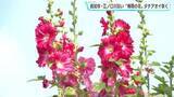 「「毎年きれいに咲いているなと」“梅雨の花”タチアオイが咲く　高知市・江ノ口川沿い」の画像1