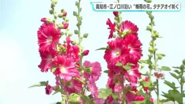 「毎年きれいに咲いているなと」“梅雨の花”タチアオイが咲く　高知市・江ノ口川沿い