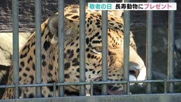 おじいちゃんジャガーとチンパンジーに特別なごちそう　動物たちにも”敬老の日”