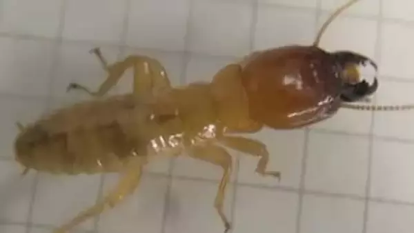 害虫駆除中に発見「新種の可能性高いシロアリ」⋯遺伝子を見たら「全然違う！」“害虫”イメージも研究者は期待「私たちの暮らしに役立つのでは」【シコクオオシロアリ】