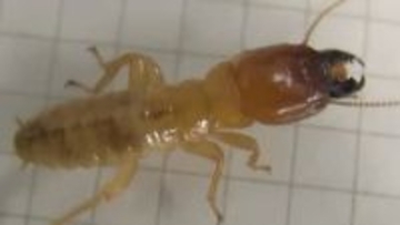 害虫駆除中に発見「新種の可能性高いシロアリ」⋯遺伝子を見たら「全然違う！」“害虫”イメージも研究者は期待「私たちの暮らしに役立つのでは」【シコクオオシロアリ】