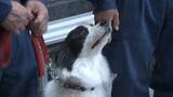 「行方不明者1人発見の実績も！9頭の「嘱託警察犬」が高知で始動　初任命の警察犬の目標は「人を見つけたい」【高知】」の画像1