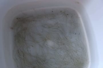 シラスウナギ密漁で59歳の男を現行犯逮捕　仁淀川河口の区域外で31匹採捕、高知県内今年2件目