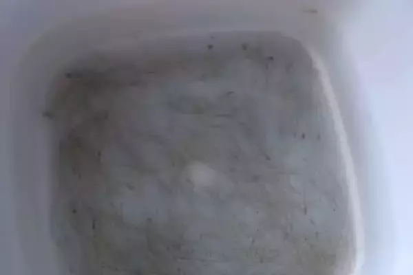 シラスウナギ密漁で59歳の男を現行犯逮捕　仁淀川河口の区域外で31匹採捕、高知県内今年2件目