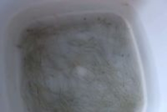 シラスウナギ密漁で59歳の男を現行犯逮捕　仁淀川河口の区域外で31匹採捕、高知県内今年2件目